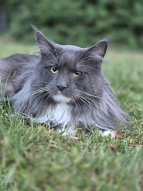 Maine coon dekkater (niet te koop)