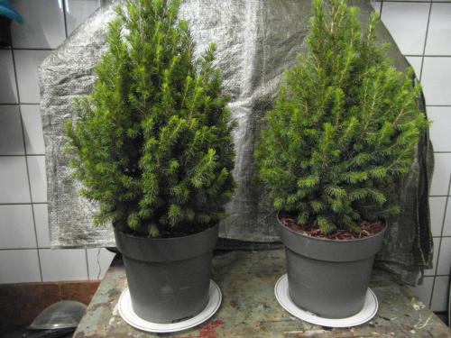 Tweemaal Canadese spar / Dwergspar