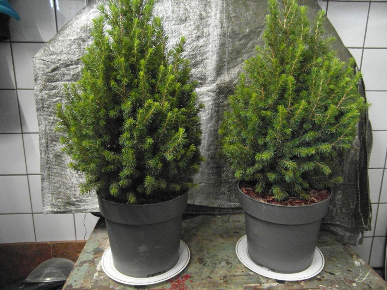 Tweemaal Canadese spar / Dwergspar