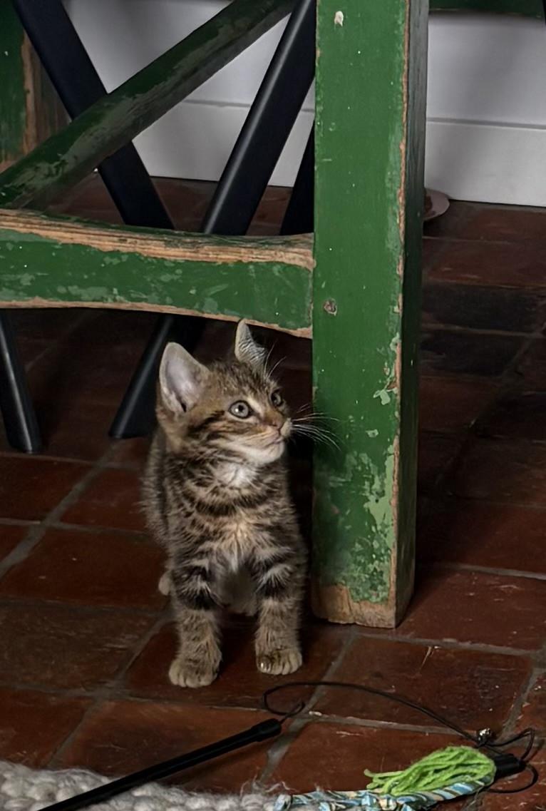 Schattig kitten