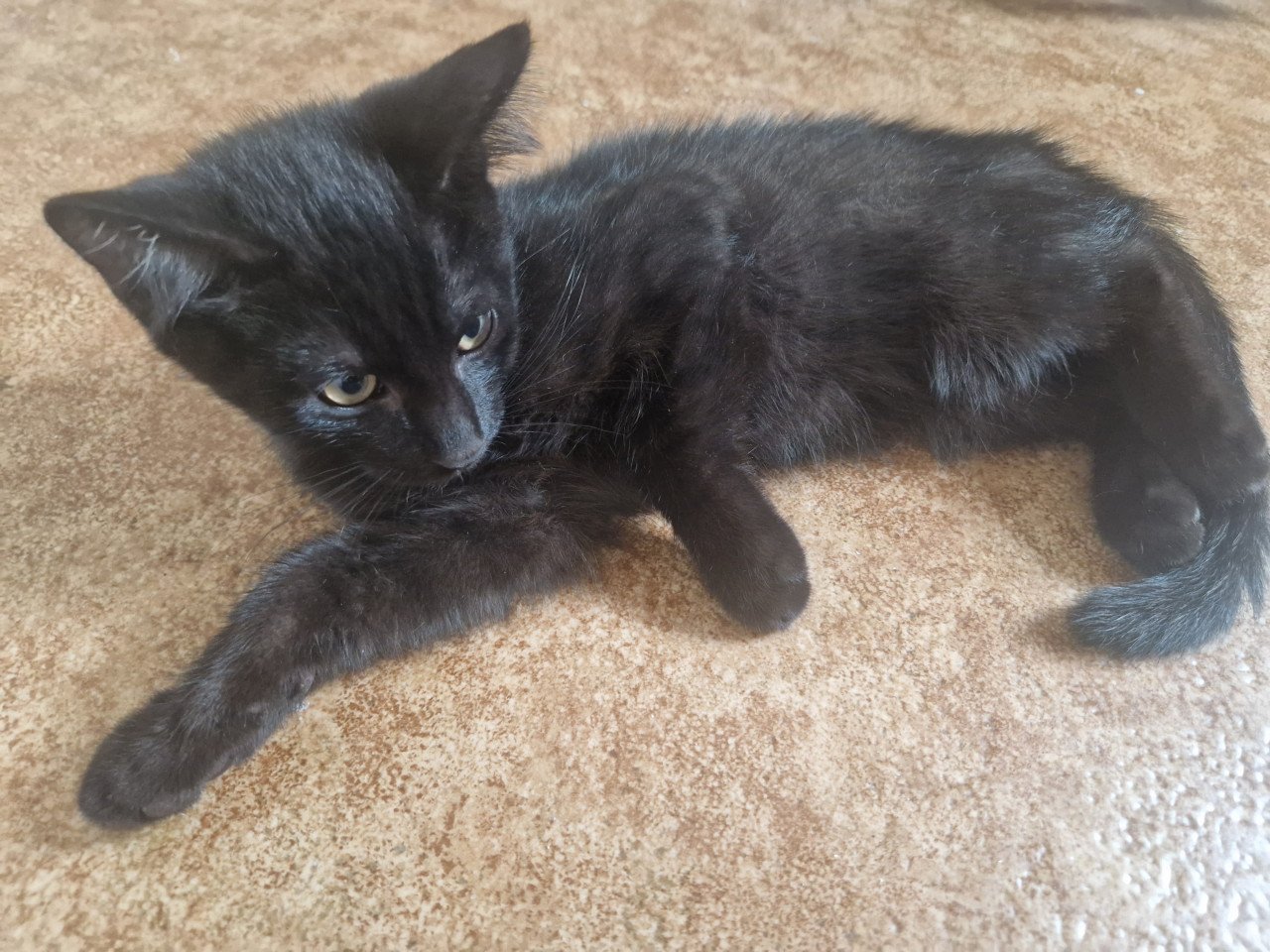 Kitten / Gratis