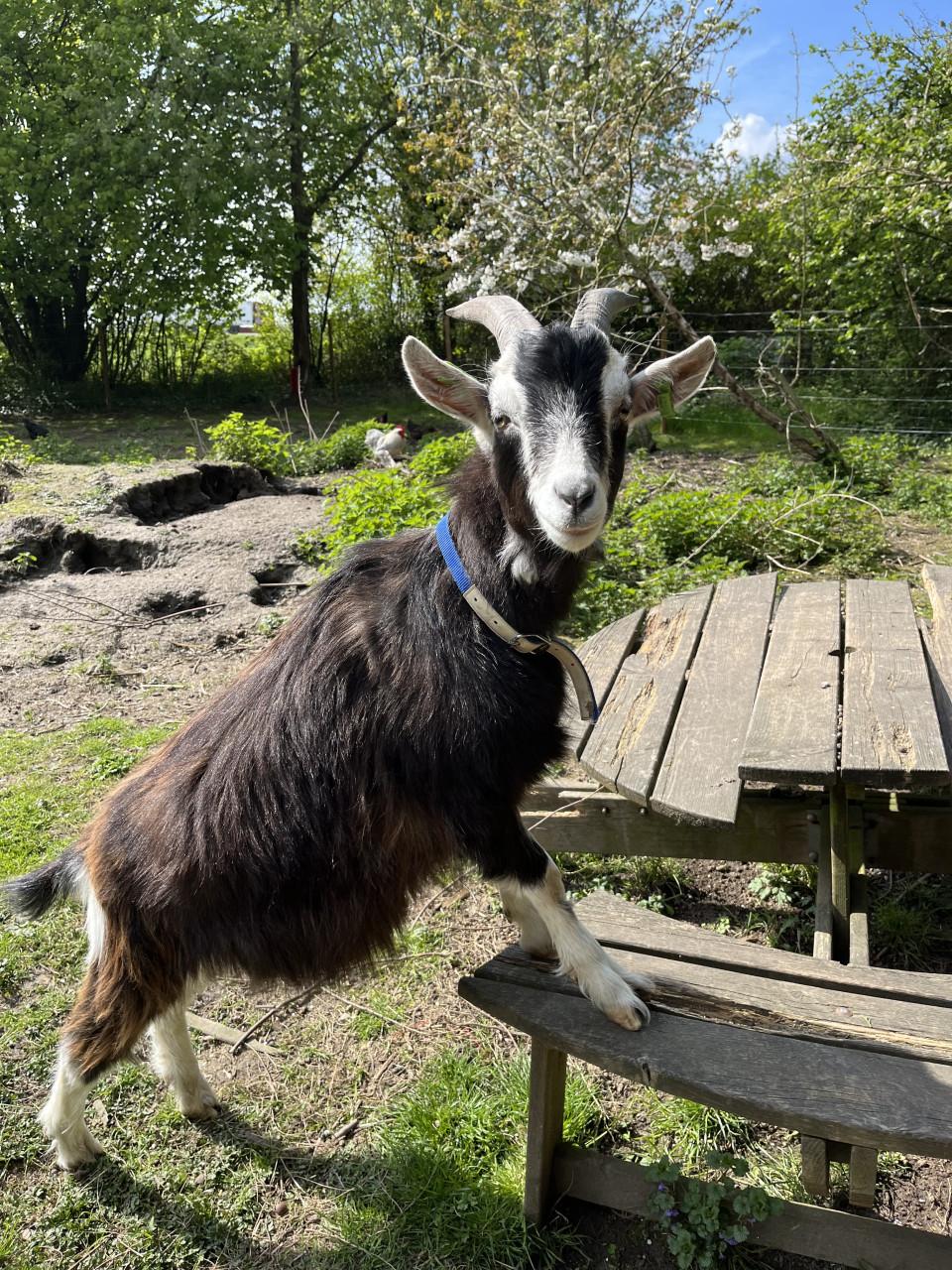 2 gecastreerde bokken