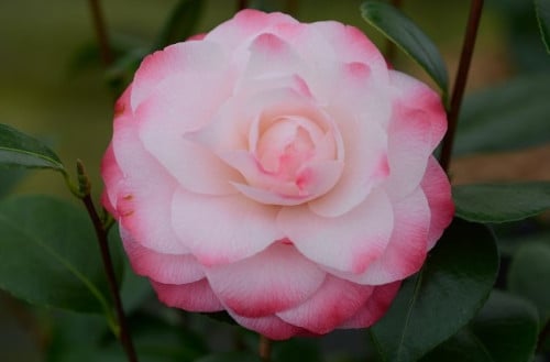 Camelia 'Nuccio's Pearl' 80-100 cm