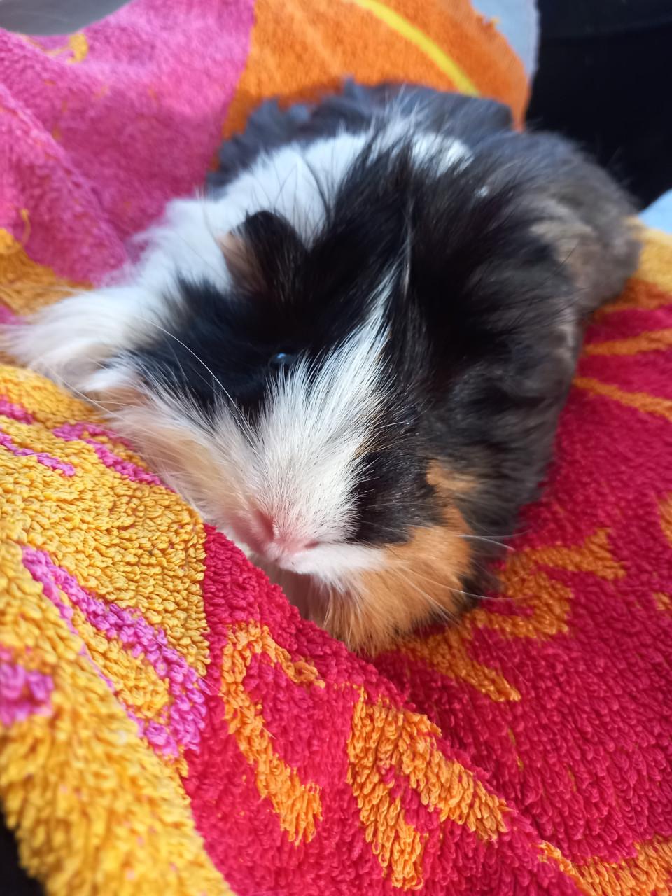 2 dames cavia's,  best in een groep te plaatsen