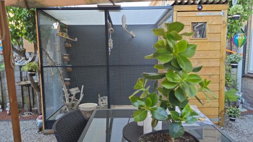 Te koop tropische vogels