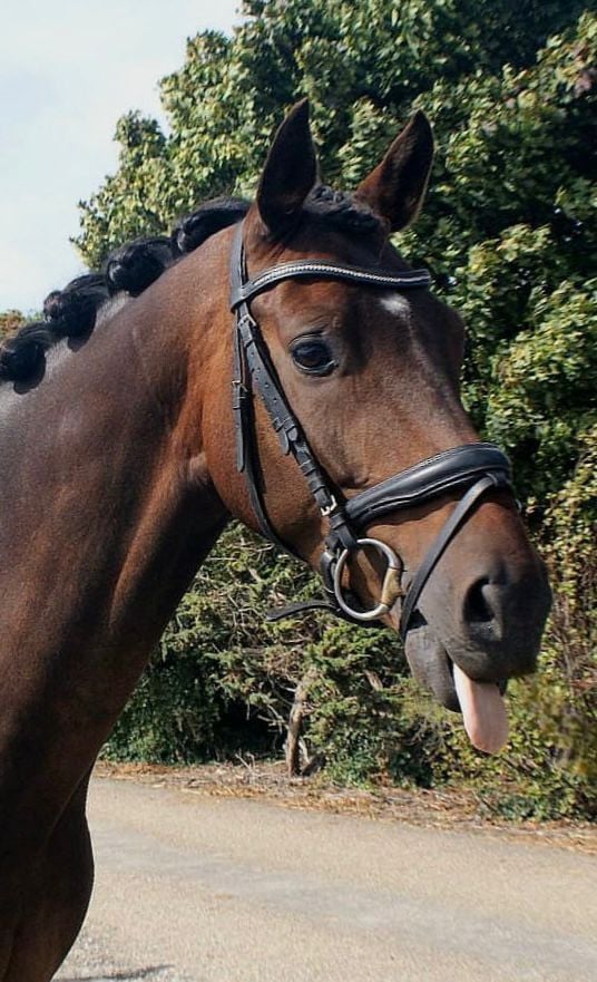 Lieve knappe kwpn'er