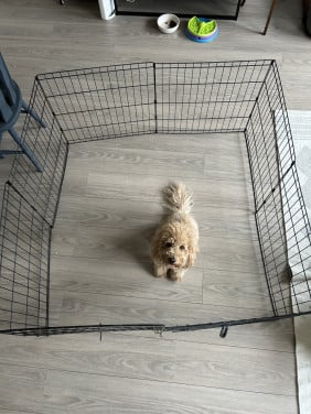 Puppyren