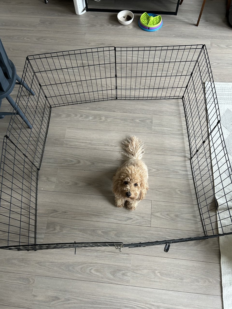 Puppyren