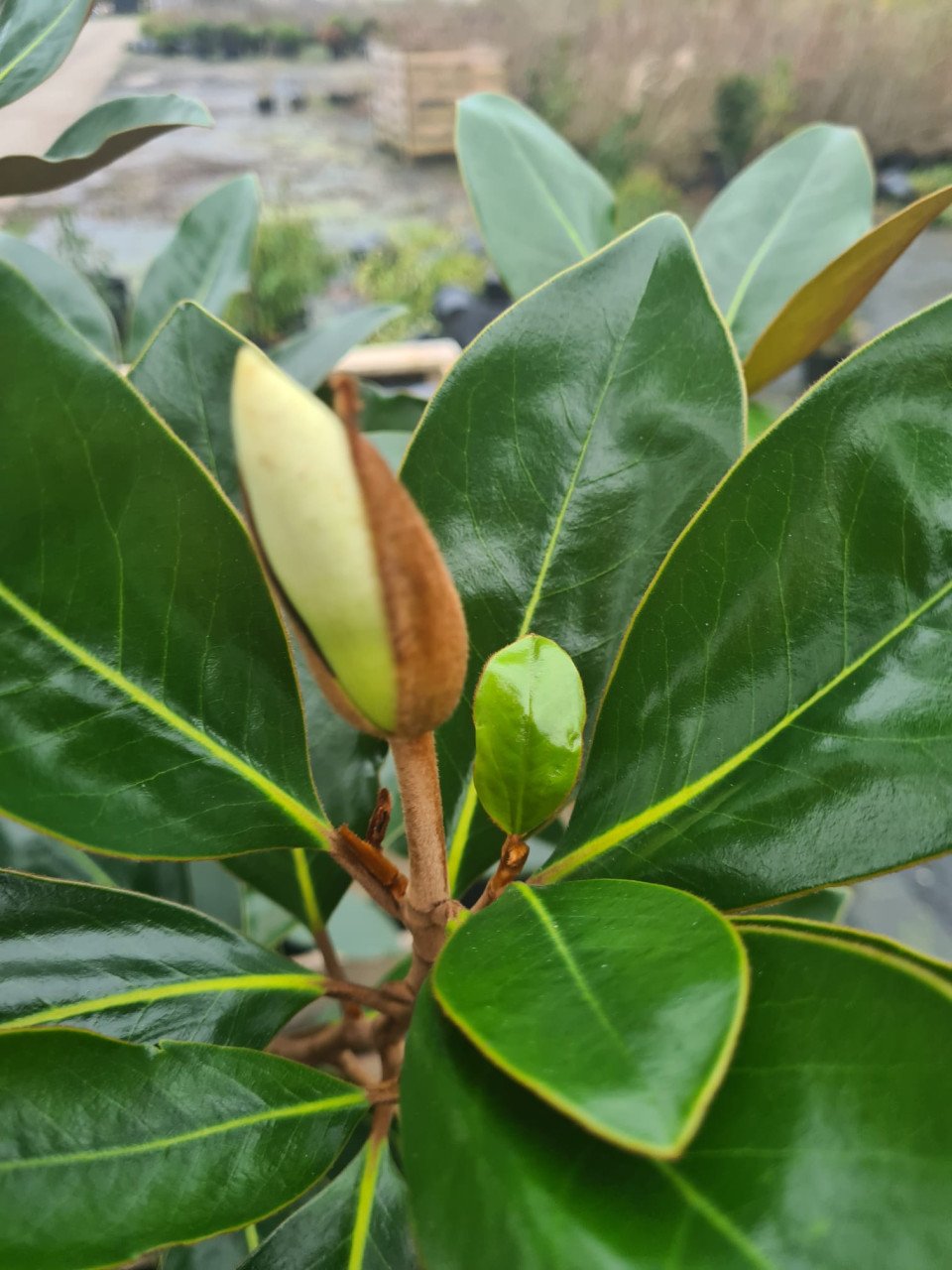 Magnolia Grandiflora 'Little Gem' wintergroen