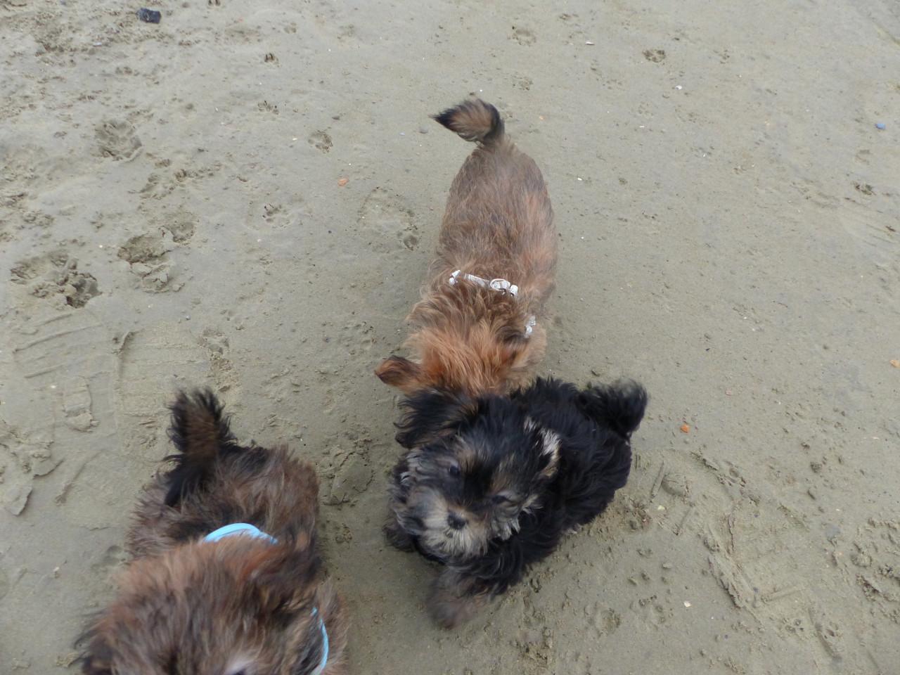Dekreu dekreutje voor kleine gezelschaphonden super leuk super gezond