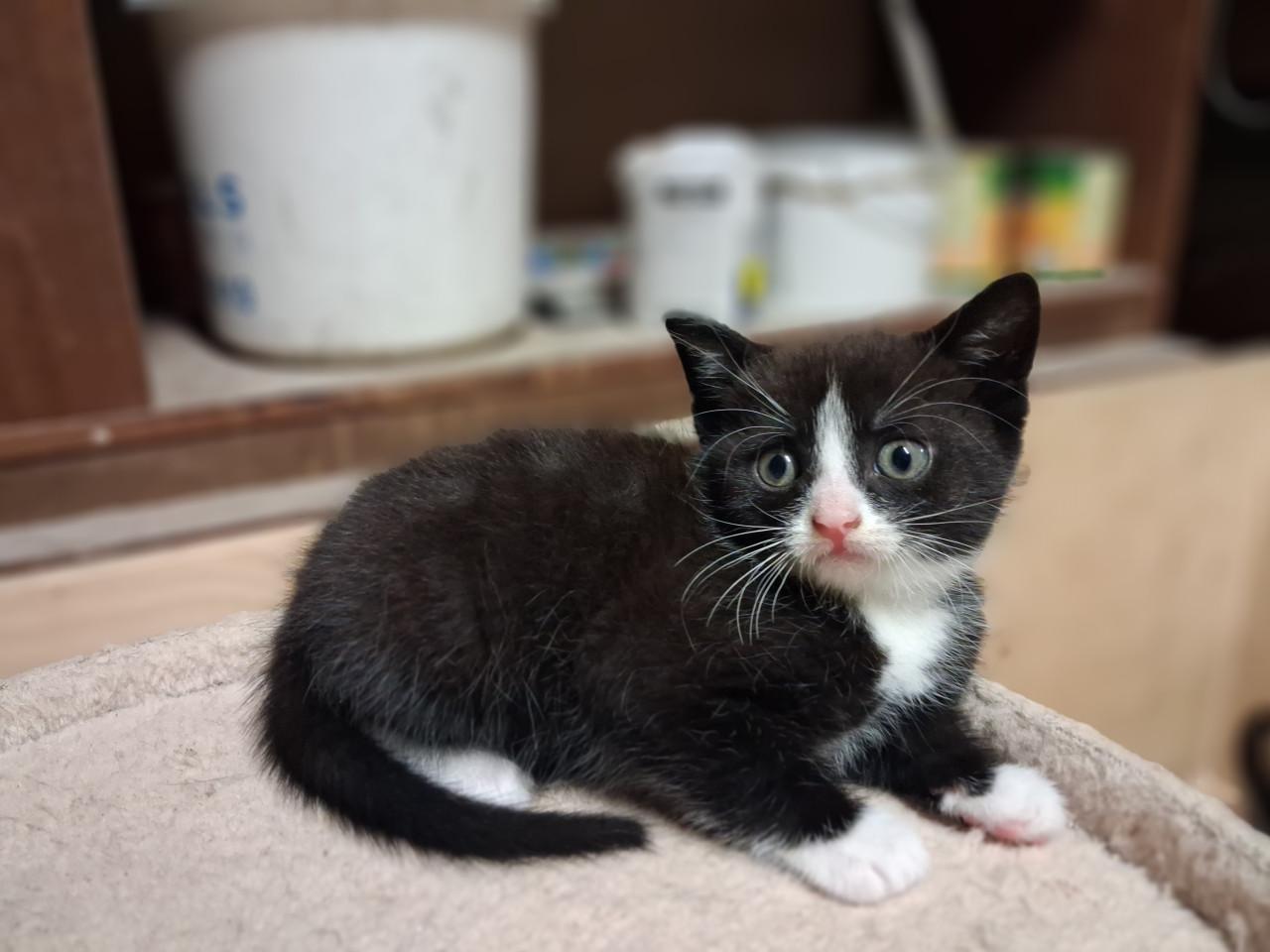 Super leuke kittens!