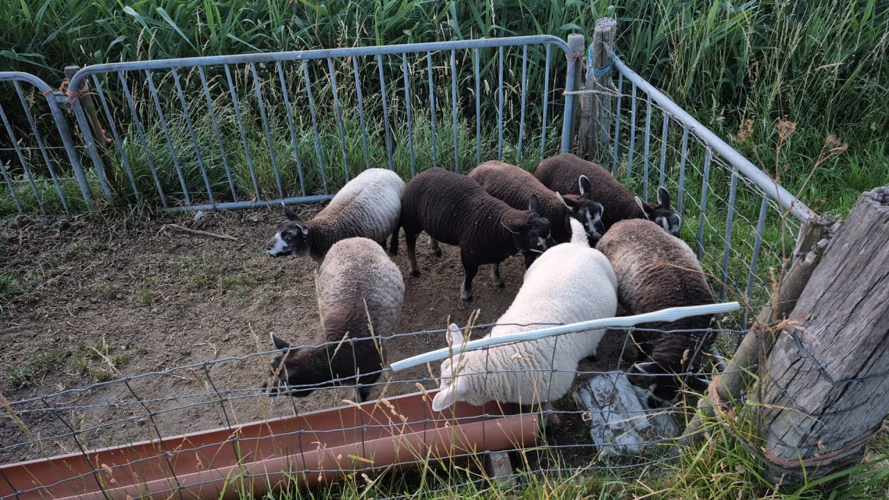 Schapen