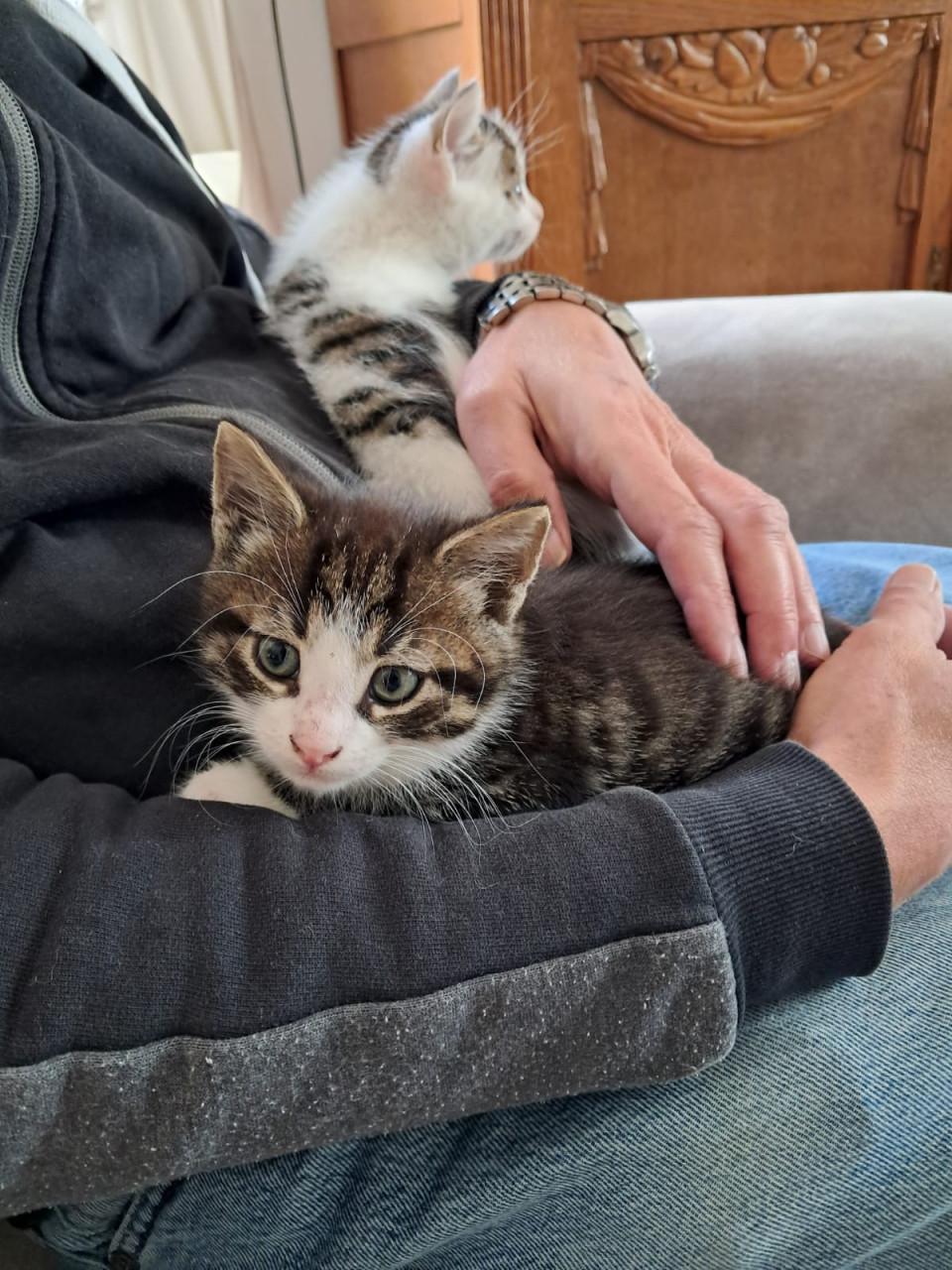 VIER LIEVE SPEELSE EN GEZONDE KITTENS BESCHIKBAAR!