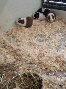 Jonge 3 kleur cavia's