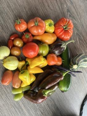 Moestuin plantjes