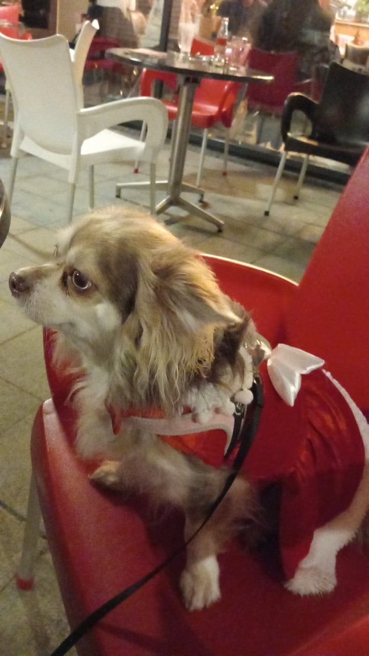 Lieve chihuahua tekoop aangeboden