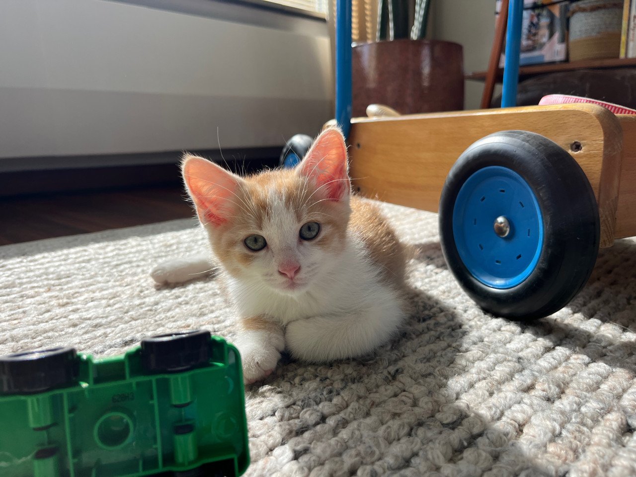 Kittens kruising 💯 Ragdoll x Rode buurtkater ️