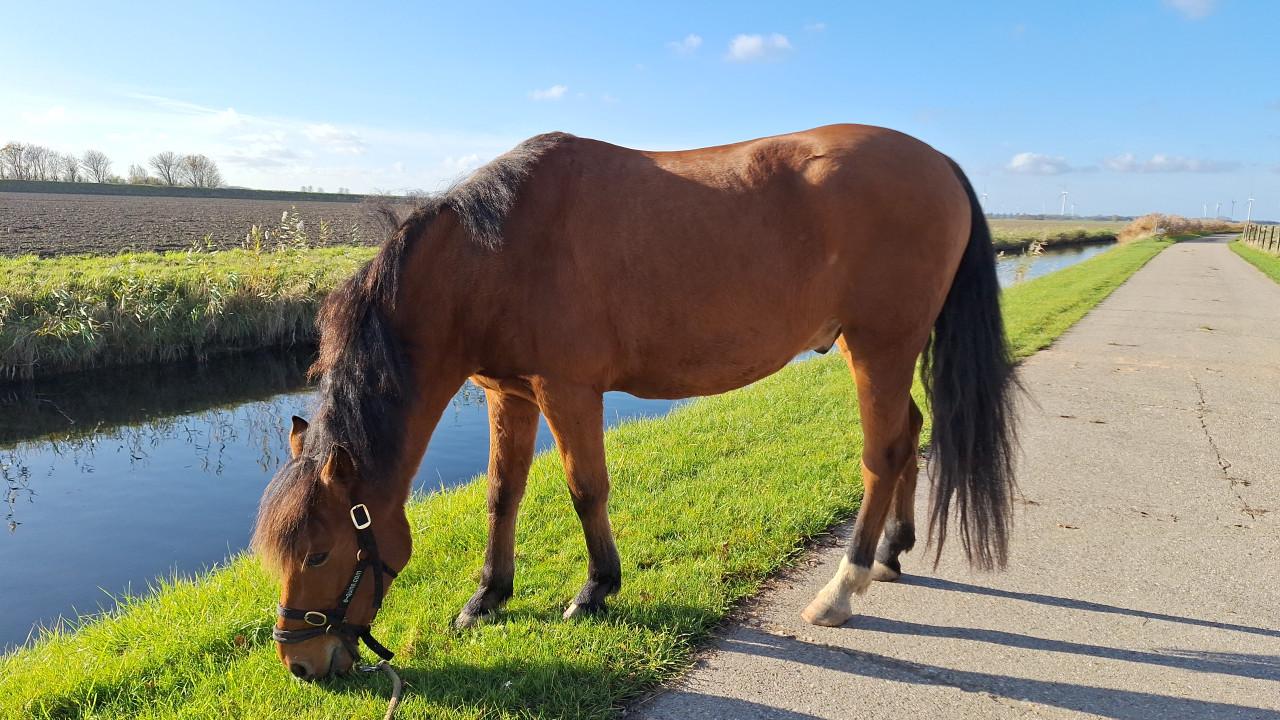 Knappe pony te koop.