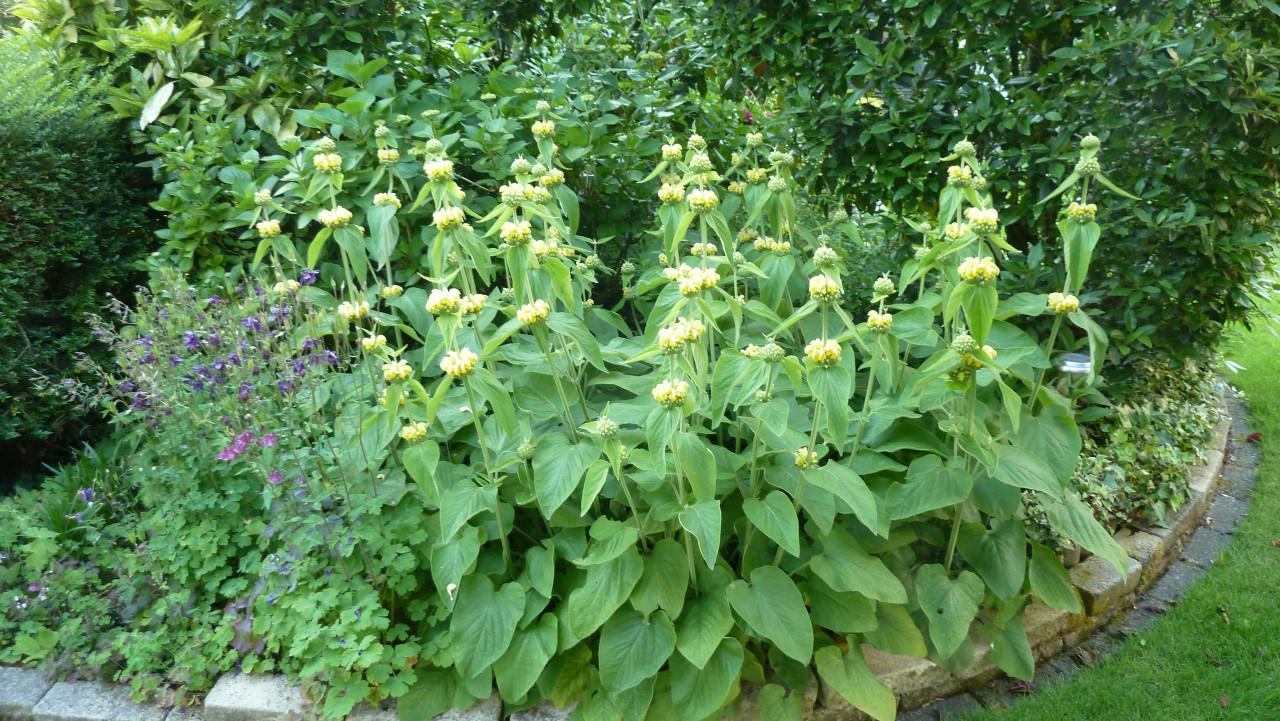 PHLOMIS-RUSSELLANA