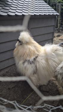 Lieve zijdehoen haan