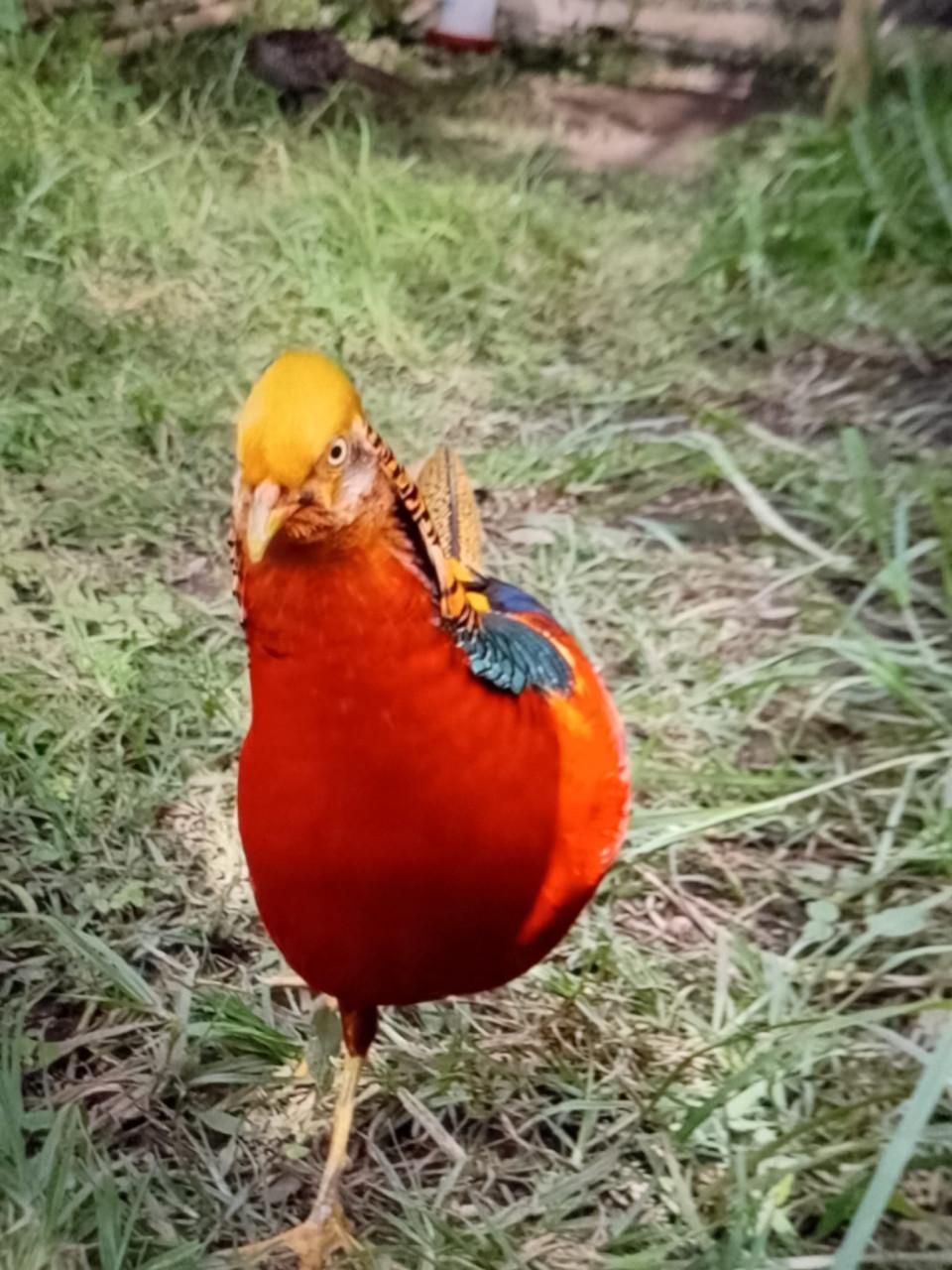 Koppel goudfazant en zilverfazant