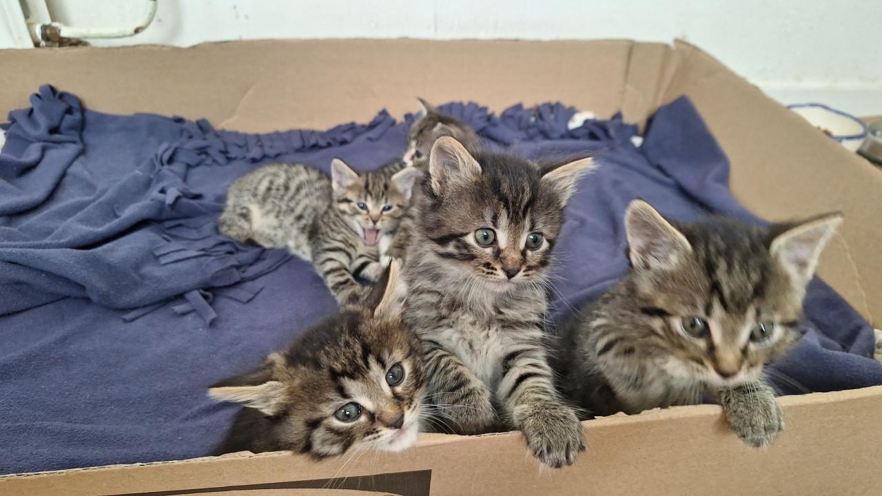 Kittens