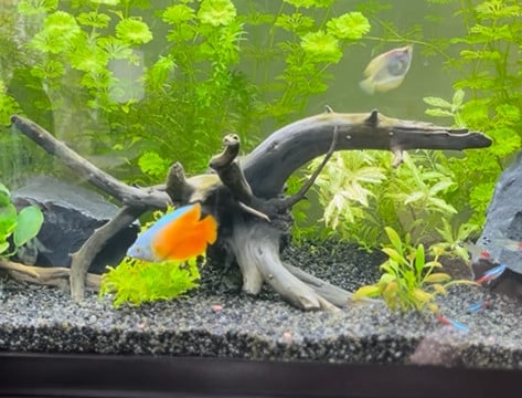 Aquarium incl. toebehoren