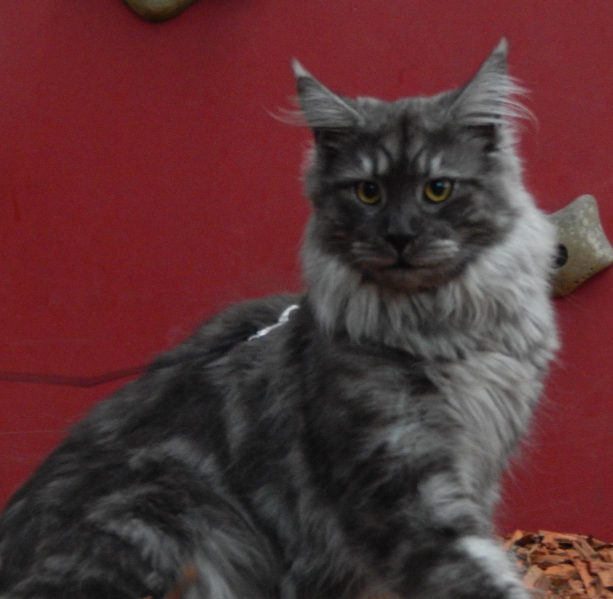 Maine coon dekkater black smoke