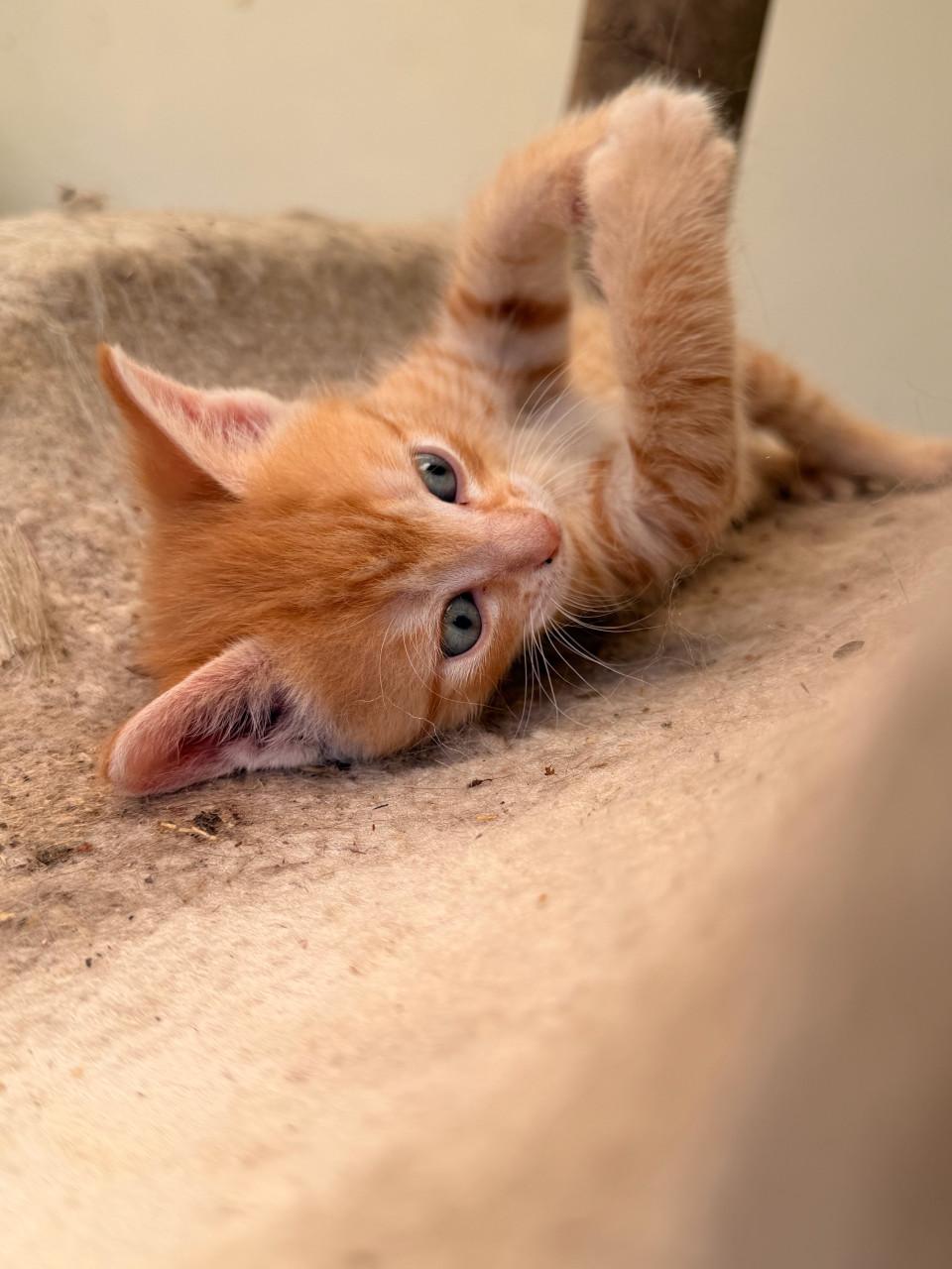 Prachtige kittens