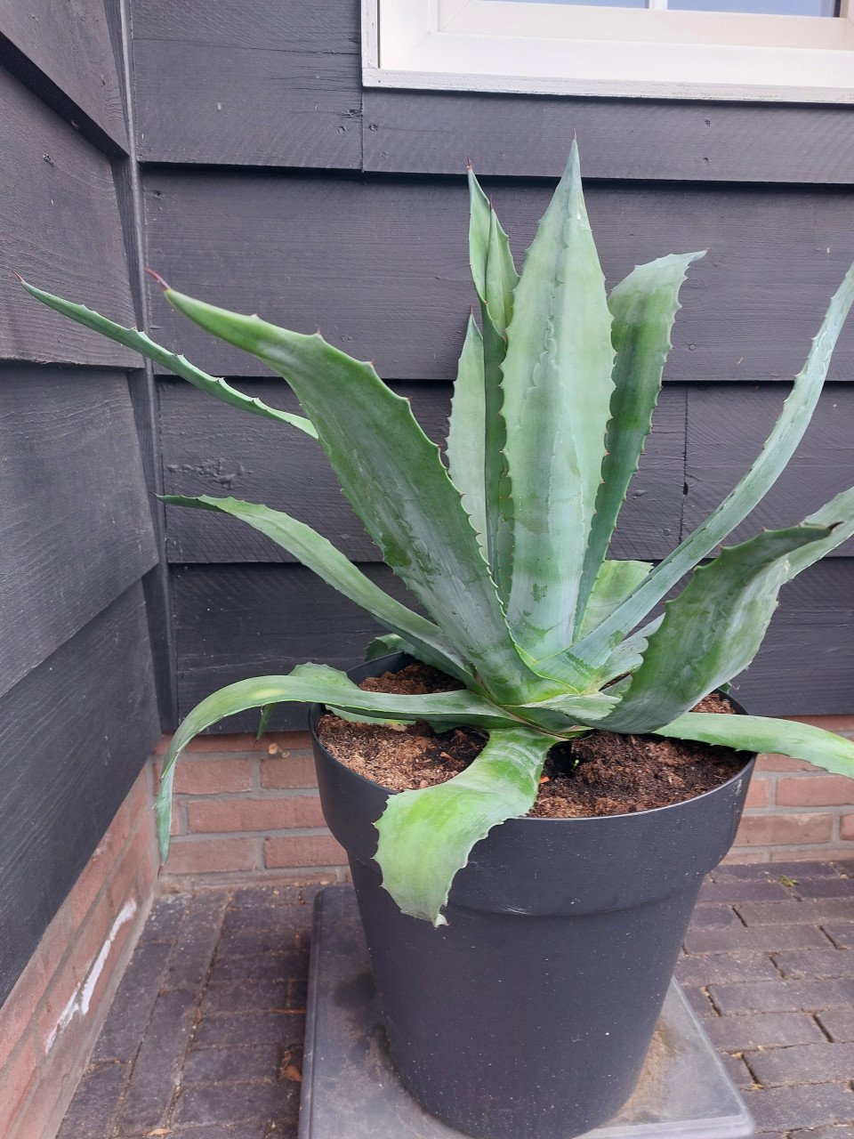 Aloë vera plant 85cm hoog