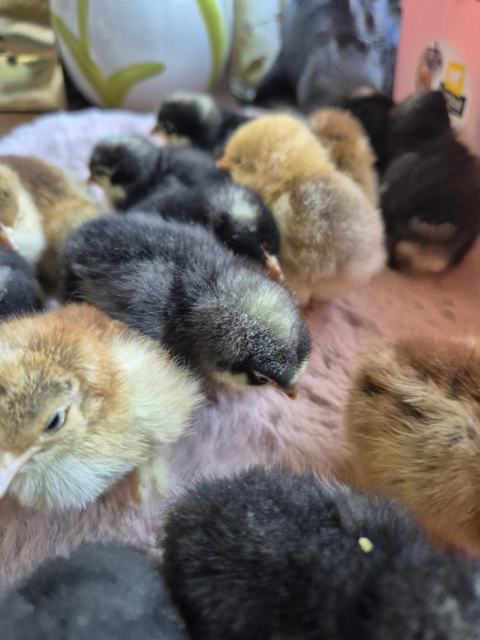 Cochin kuikens kans op krul