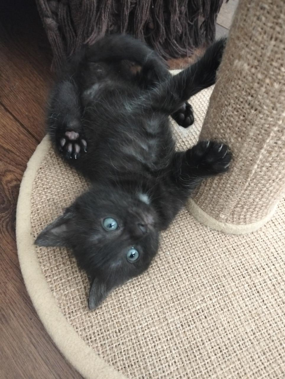 Kitten - mannetje