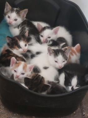 Prachtige jonge kittens tekoop