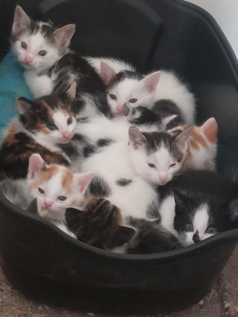 Prachtige jonge kittens tekoop