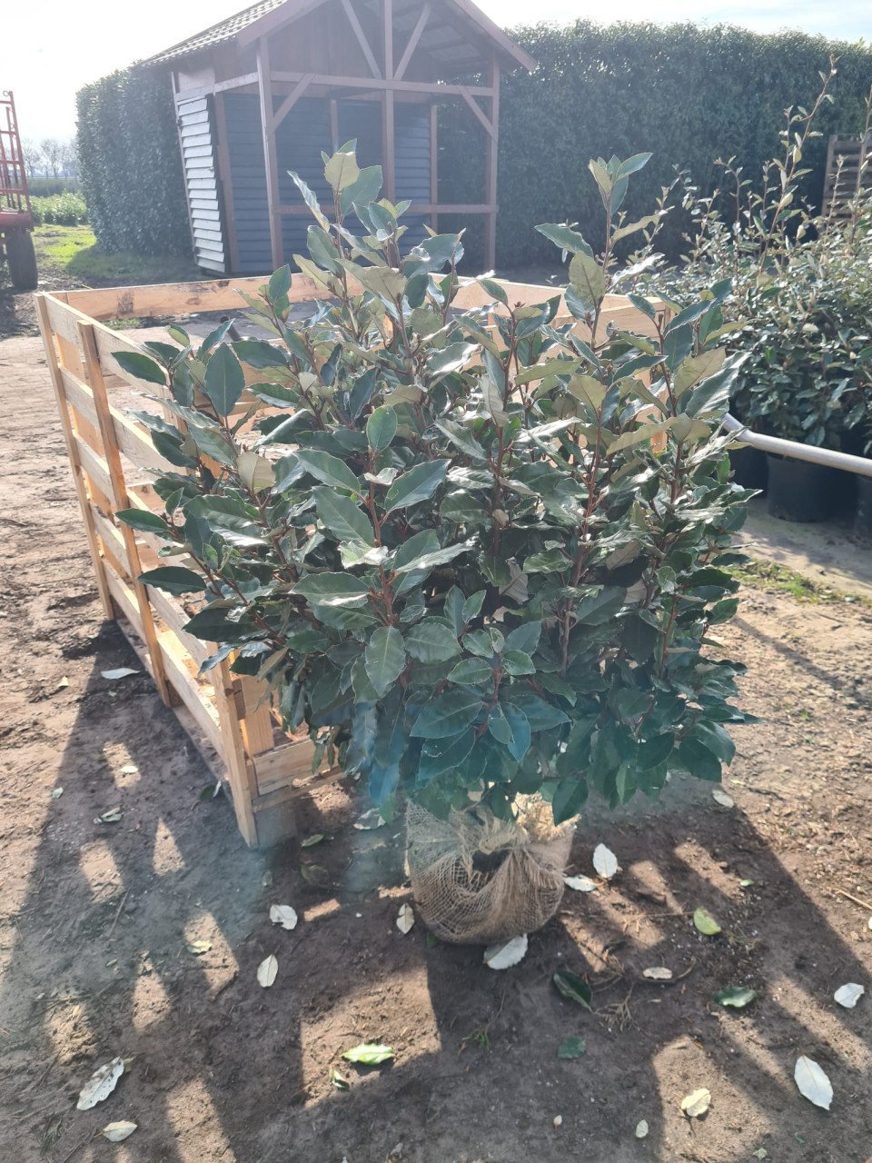 Olijfwilg compacta haagplanten