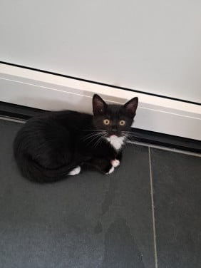 2 lieve kittens