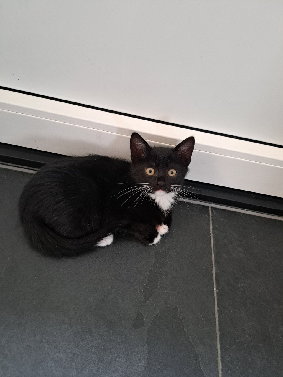 2 lieve kittens