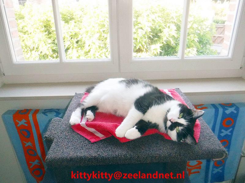 Kattenhotel Kitty Kitty, in Axel