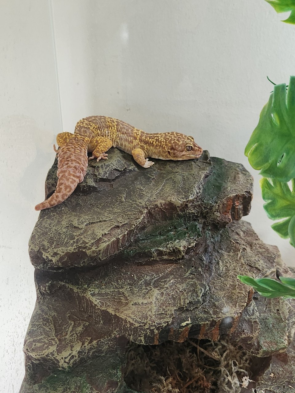 Luipaardgekko koppel