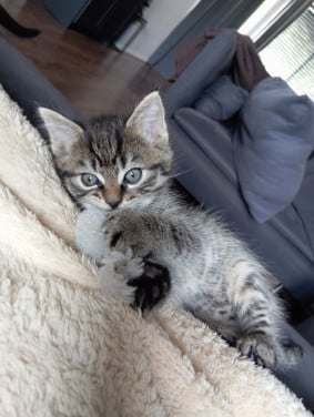 Kitten vrouwtje