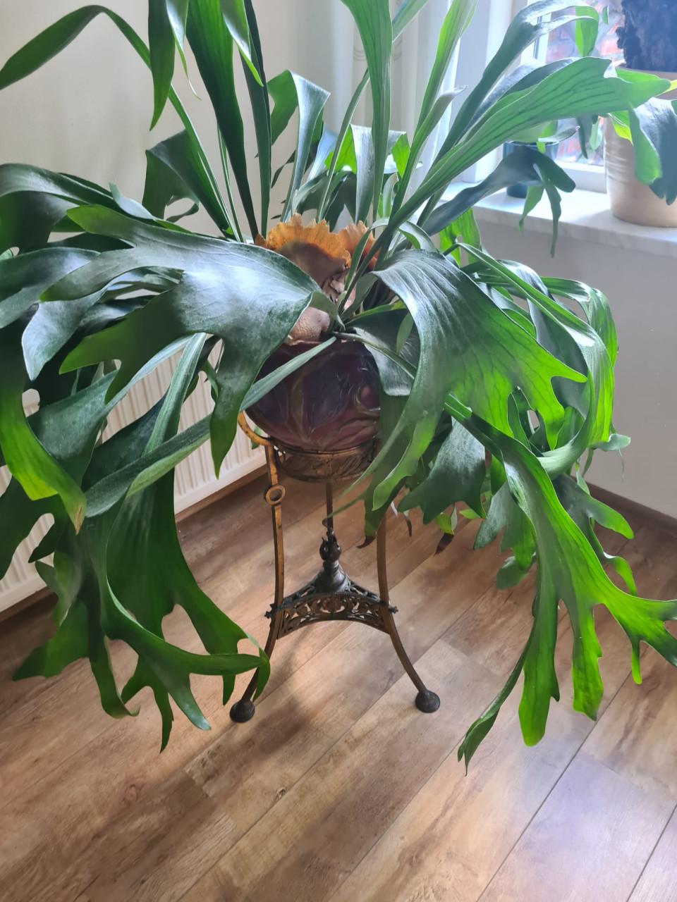 Antieke bloempot art nouveau