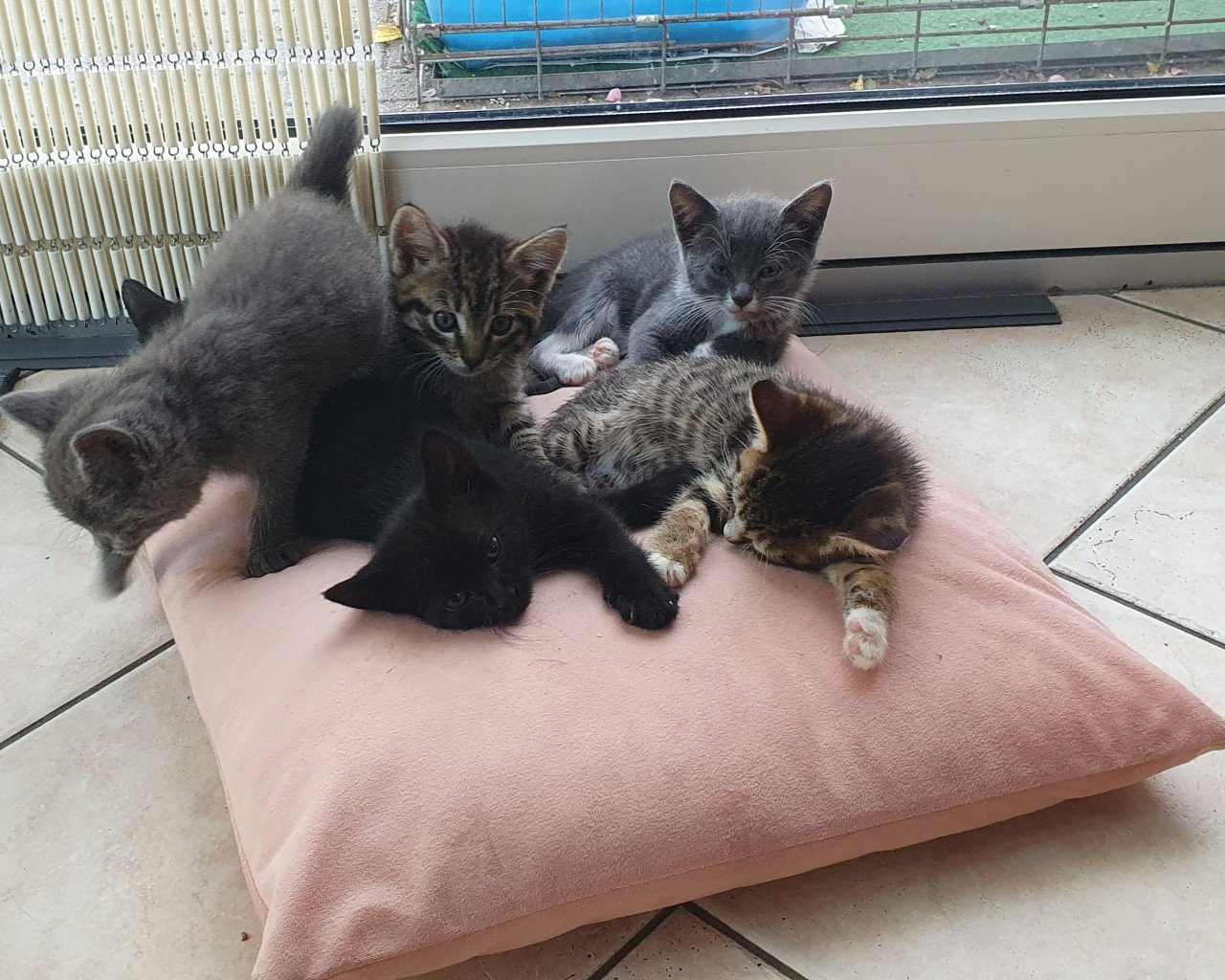 Kittens