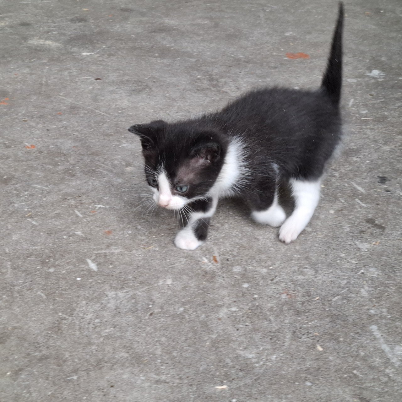 Kittens