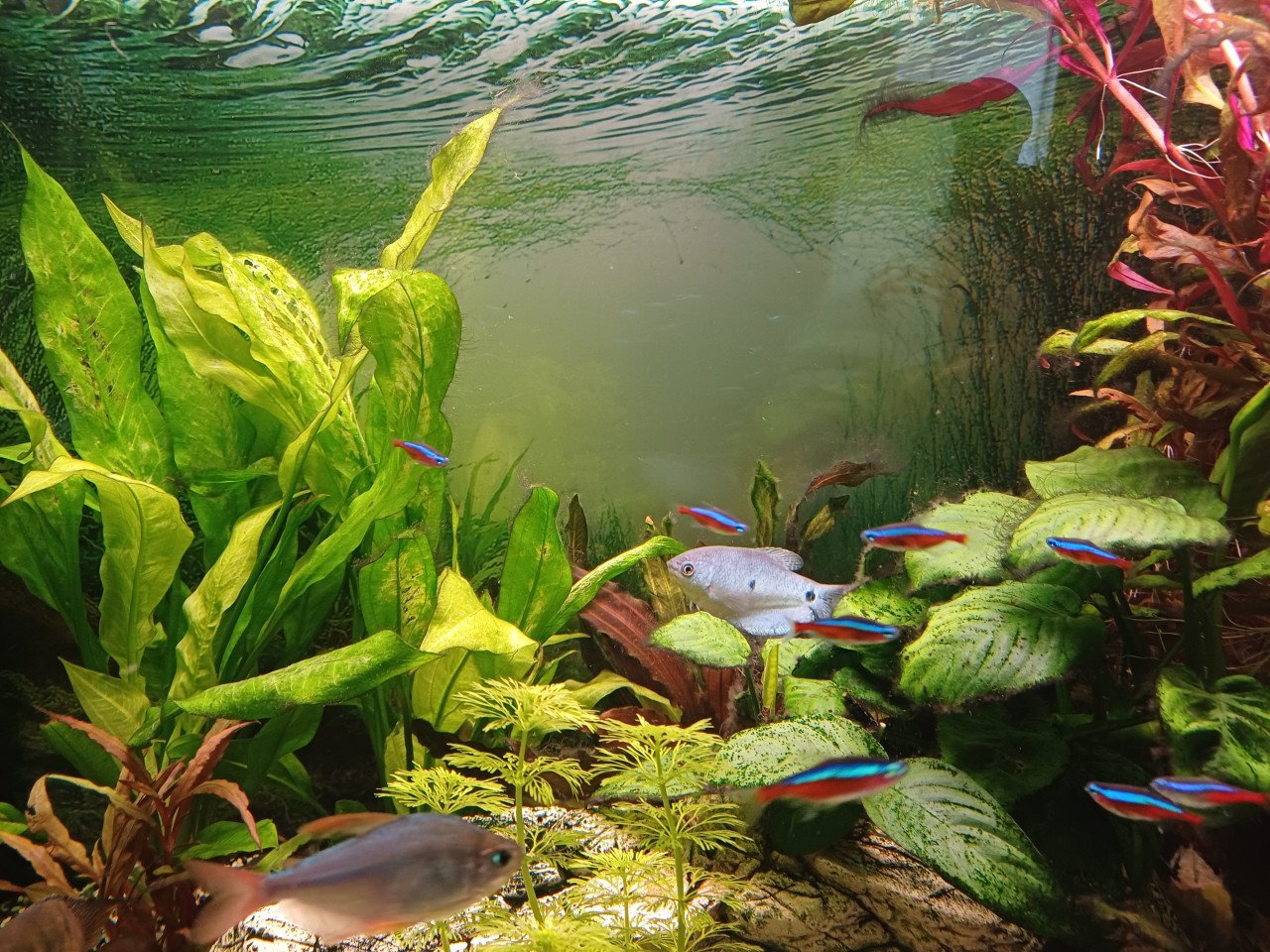 Geheel compleet draaiend Aquarium met garantie bonnen