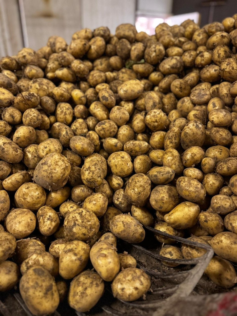 Frieslanders TE KOOP - puur en met de hand geoogst