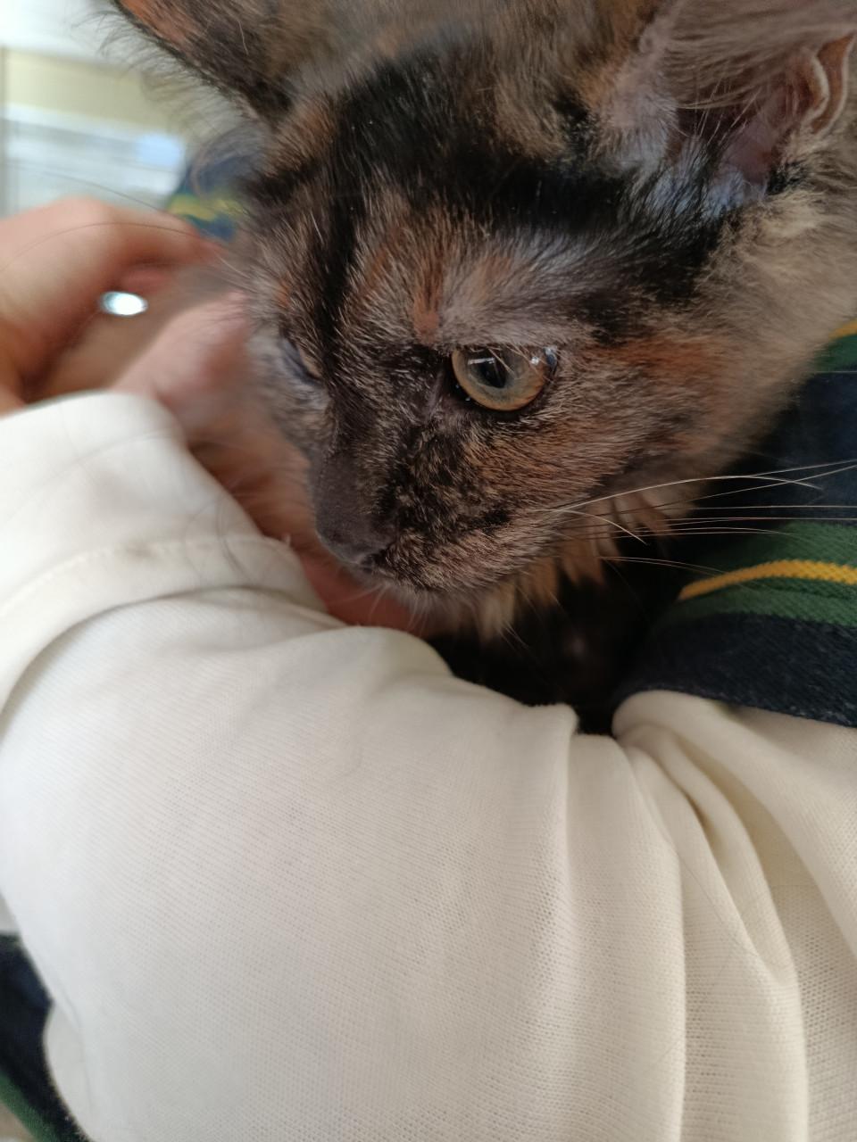 Kittens Maincoon x Noorse boskat. 2 zusjes