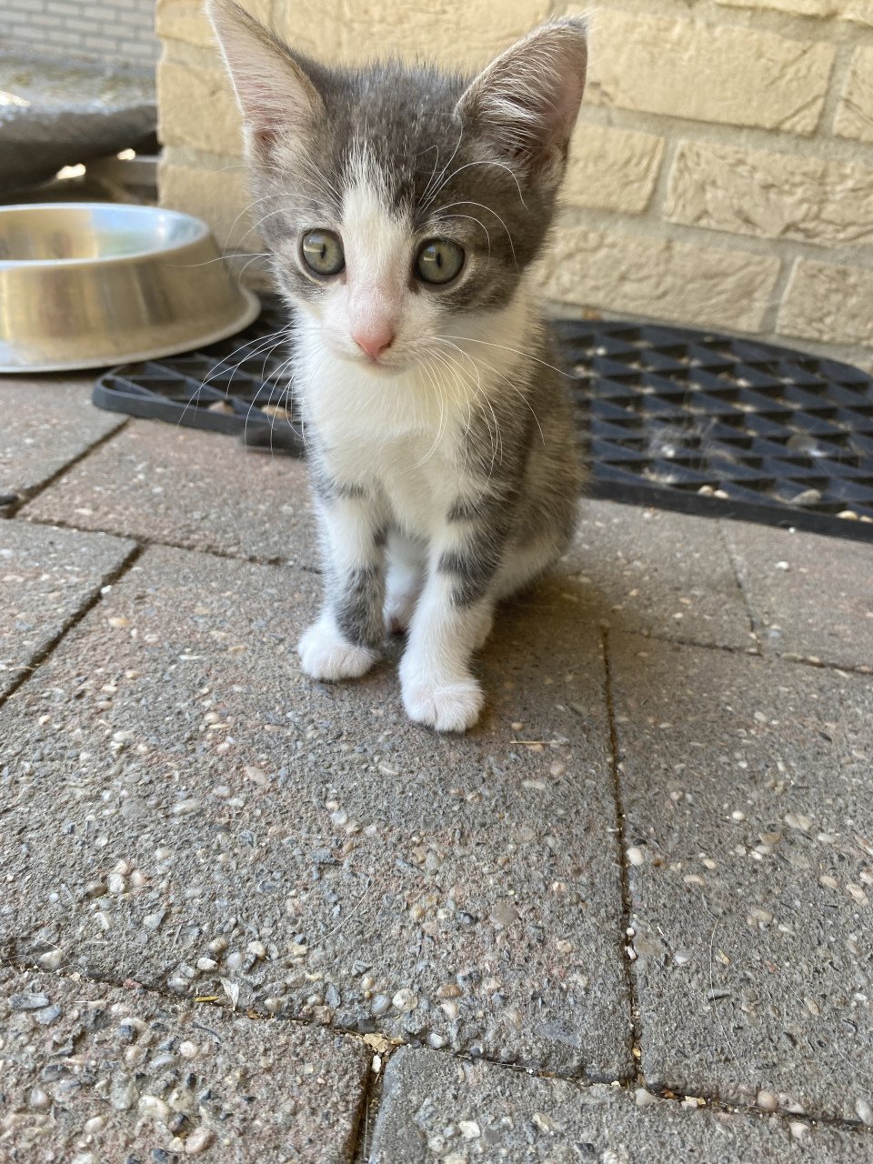 3 kittens