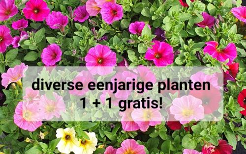 TUINPLANTEN Oudelande