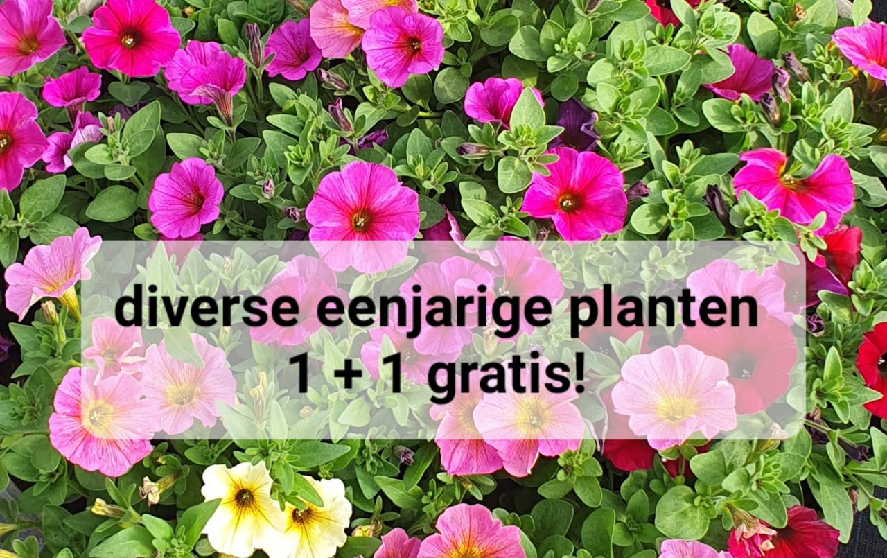 TUINPLANTEN Oudelande