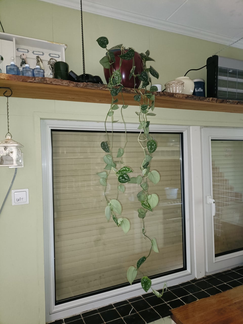 Hangplant scindapsus kamerplant